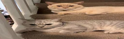 British Shorthair cats for sale: Cutest bsh babies 🤍🦋🤍  - Advert 30