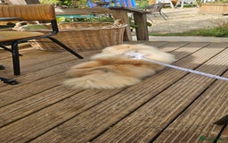 Pekingese dogs for sale: Beautiful girl pekingese. - Image 3