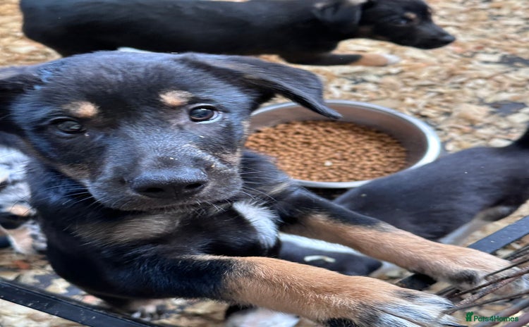 Mixed Breed dogs - Advert 2