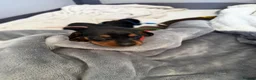 Miniature Dachshund dogs for sale: 6x miniature dachshund puppies - Advert 13
