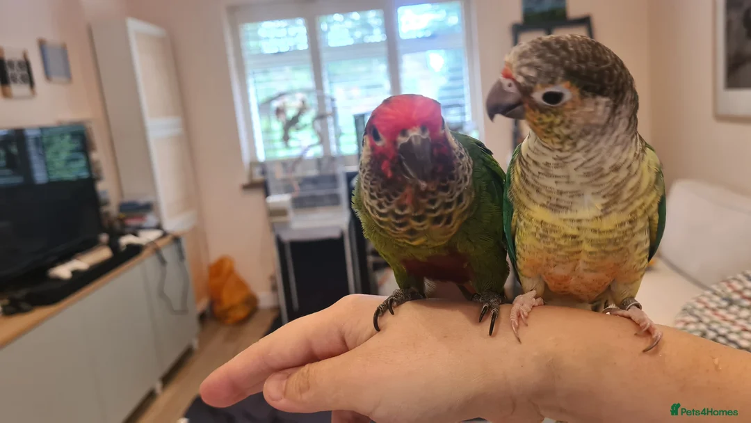 Conures birds for sale: Two bonded hand tame conures - Advert 2