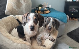 Mixed Breed dogs for sale: Rocky and Presley - Image 1