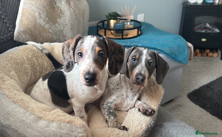 Mixed Breed dogs - Advert 5