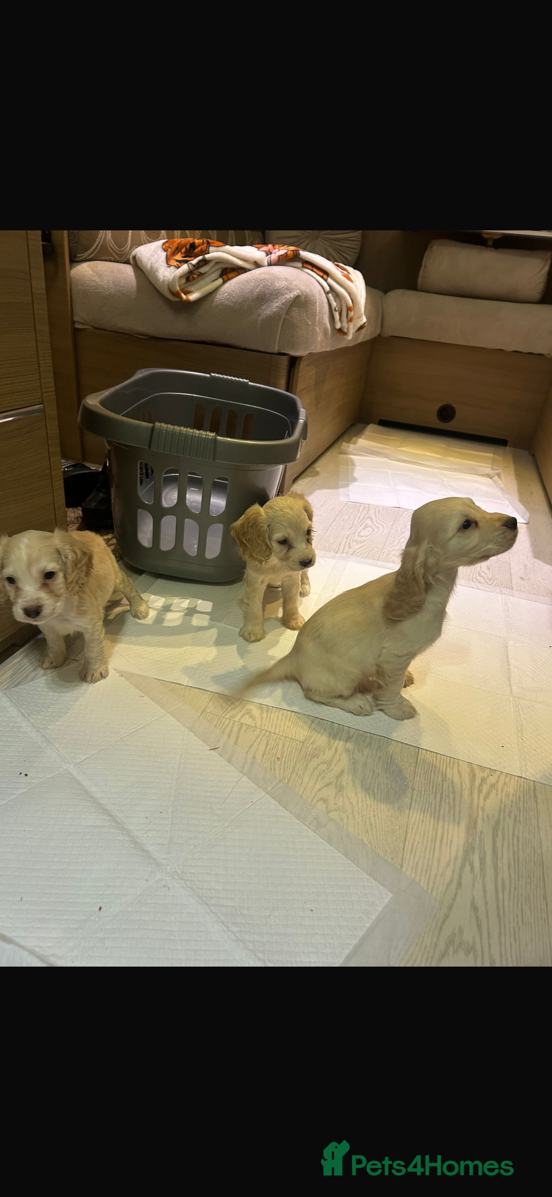 Cocker Spaniel dogs for sale: Beautiful cocker spaniels ❤️❤️ - Image 7