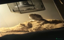 Bearded Dragon reptiles for sale: Male bearded dragon - Image 6
