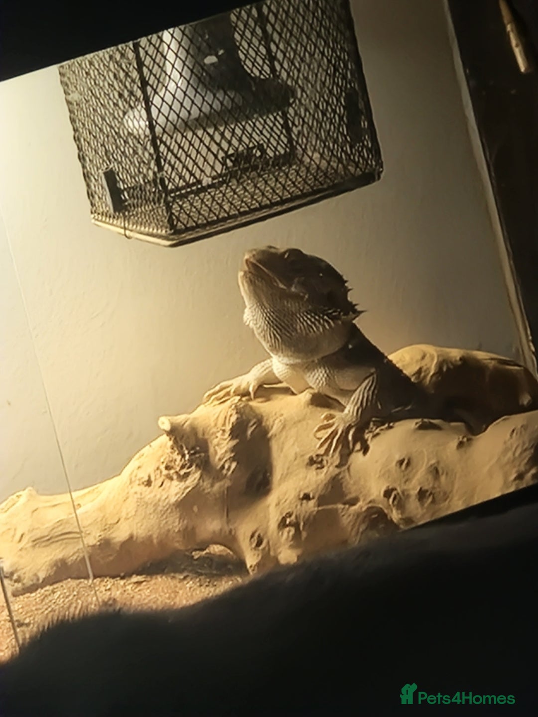 Bearded Dragon reptiles for sale: Male bearded dragon - Image 6