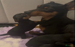 Miniature Pinscher dogs for sale: KC Miniature Pinscher puppies - Image 12