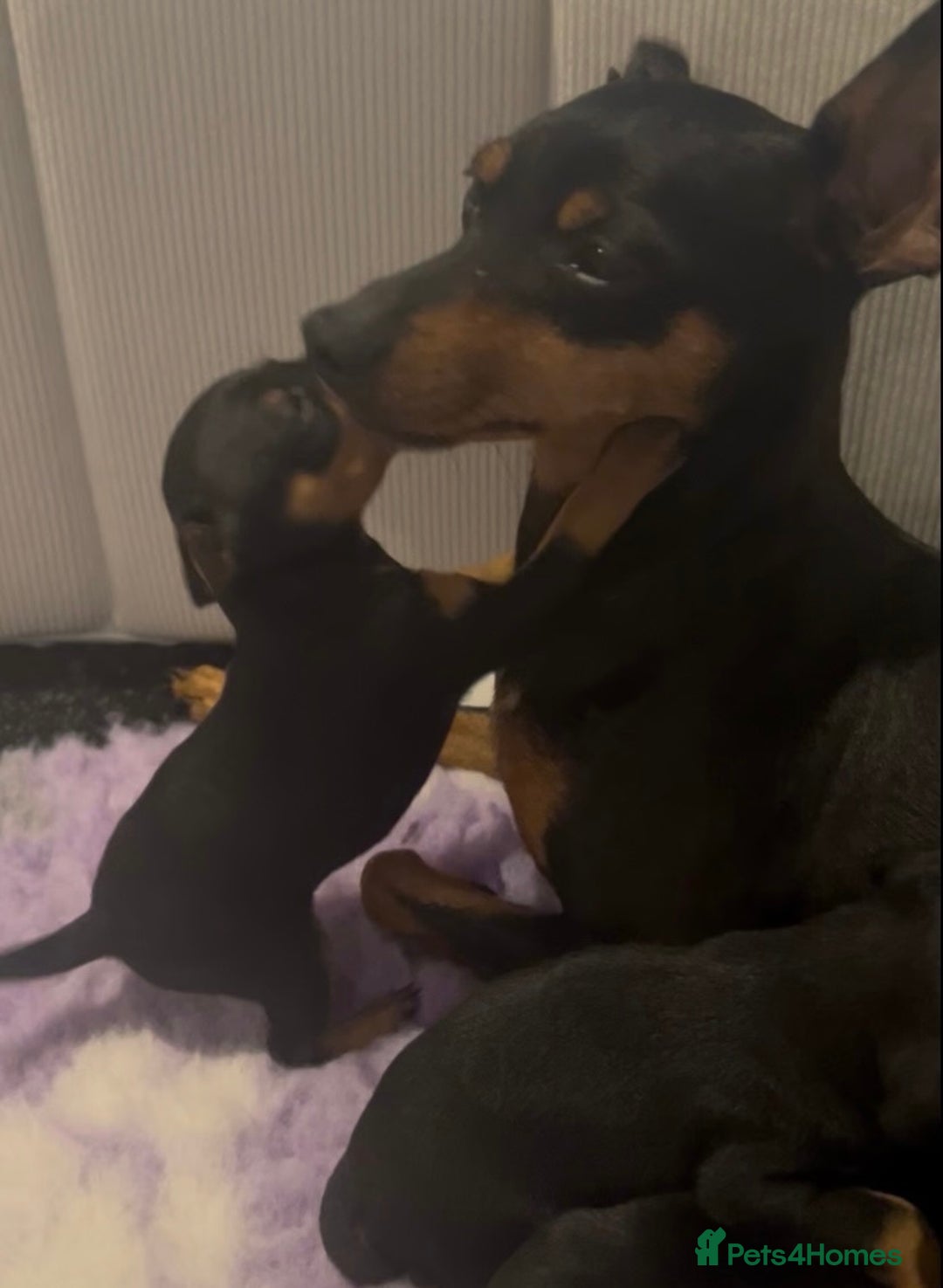 Miniature Pinscher dogs for sale: KC Miniature Pinscher puppies - Image 12
