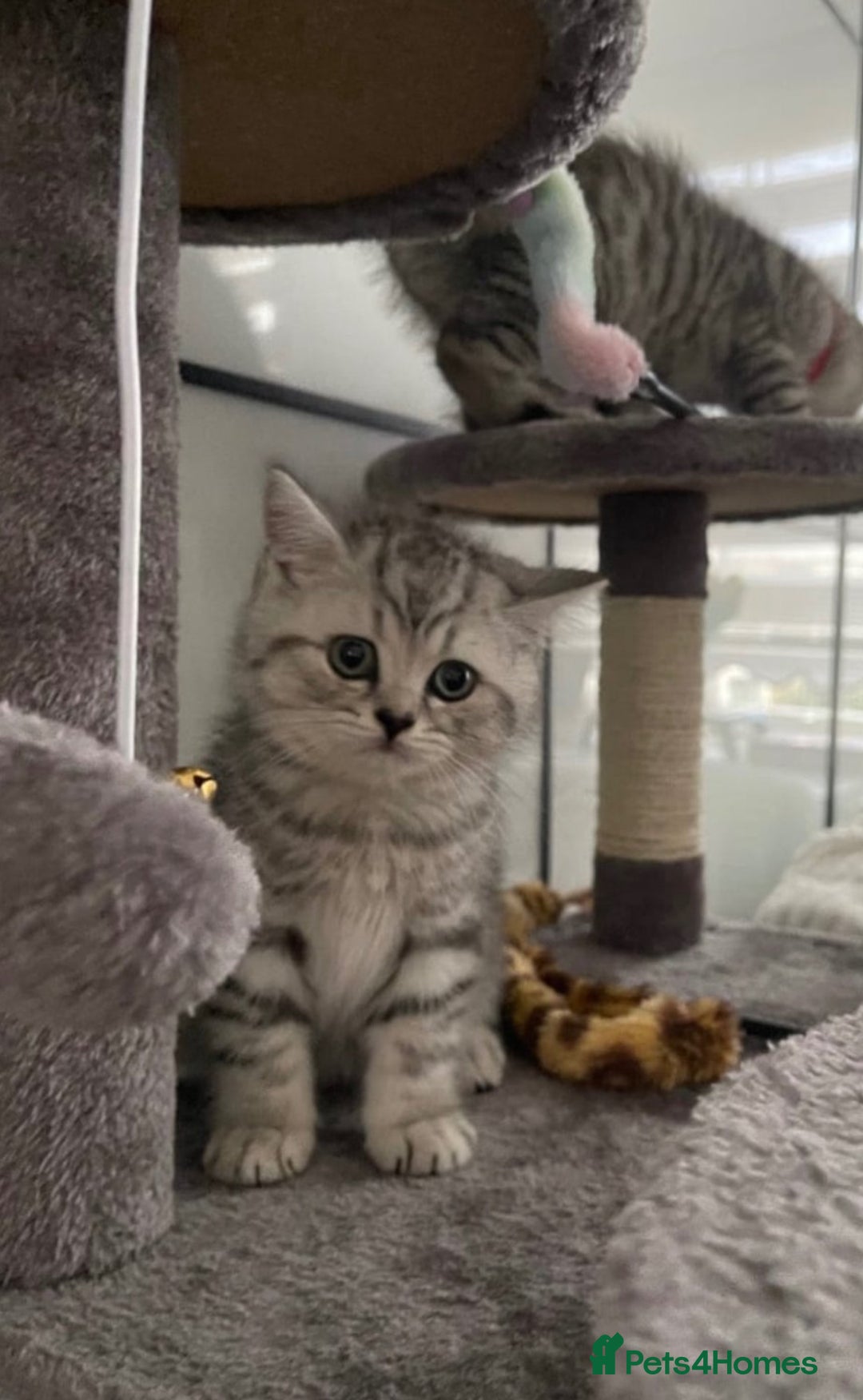 British Shorthair cats for sale: Champion Line Gorgeous BritishShortHair Kittens 🩷 - Image 13