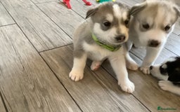 Siberian Husky dogs for sale: Gorgeous husky pups - Image 2