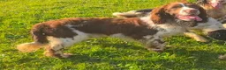 English Springer Spaniel dogs for sale: KC Health Tested, Home Reared 5 ⭐️ Liver Pups - Advert 8