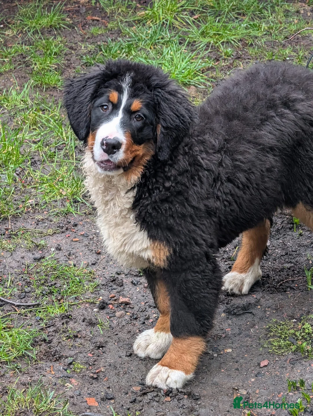 Bernese Mountain Dog dogs for sale: Bernese Mountain Dog - Advert 4