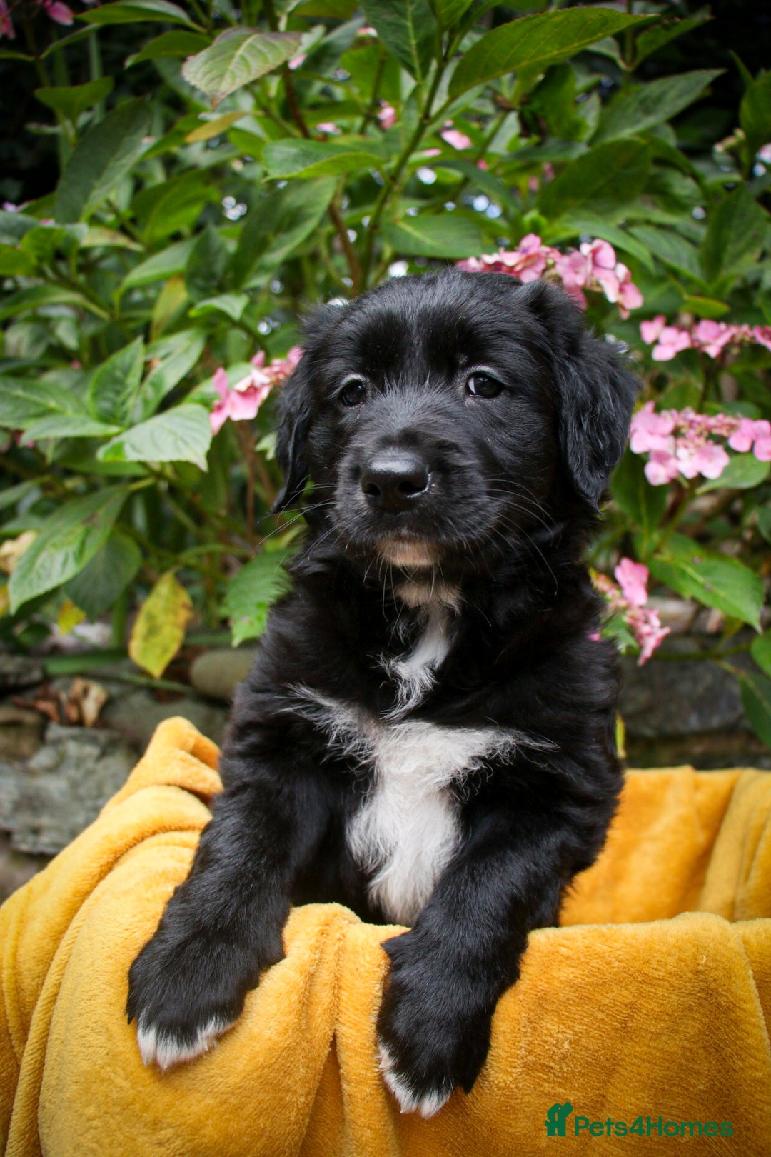 Mixed Breed dogs for sale: 3 x Border collie cross retriever pups - Image 11