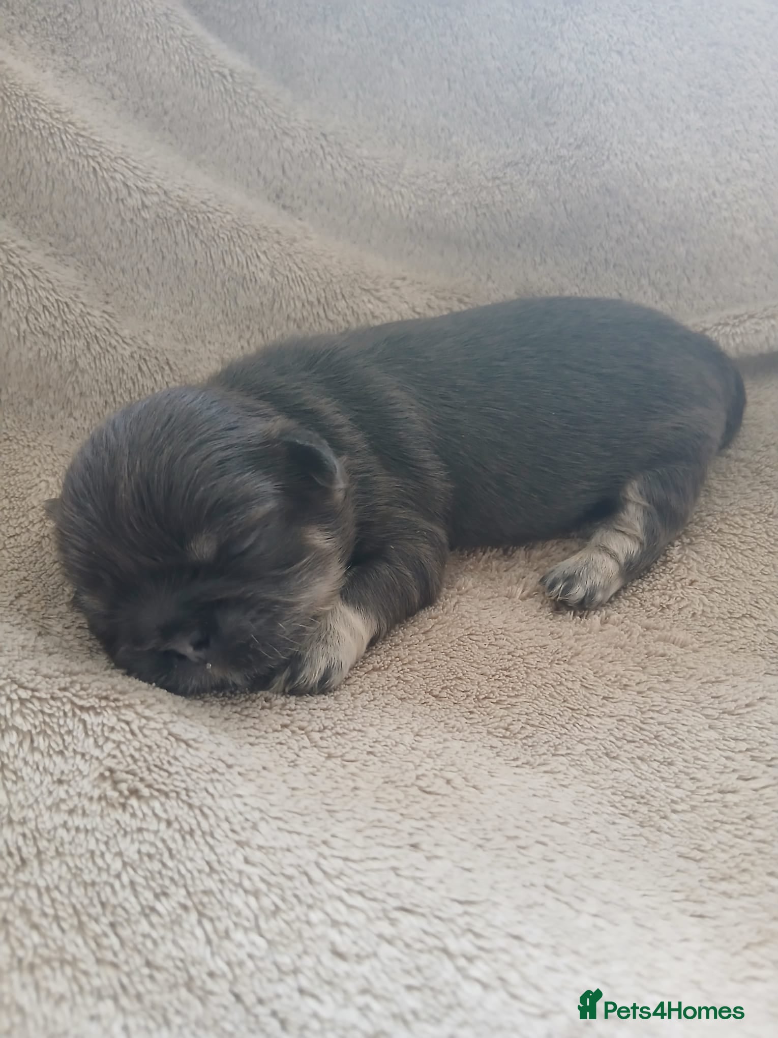 Shih Tzu dogs 💙 RARE BLUE DOBBIES CARRYING CHOC IMPERIALS 💙 - Advert 15