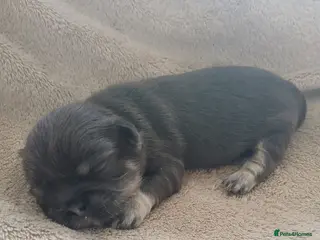 Shih Tzu dogs 💙 RARE BLUE DOBBIES CARRYING CHOC IMPERIALS 💙 - Advert 15