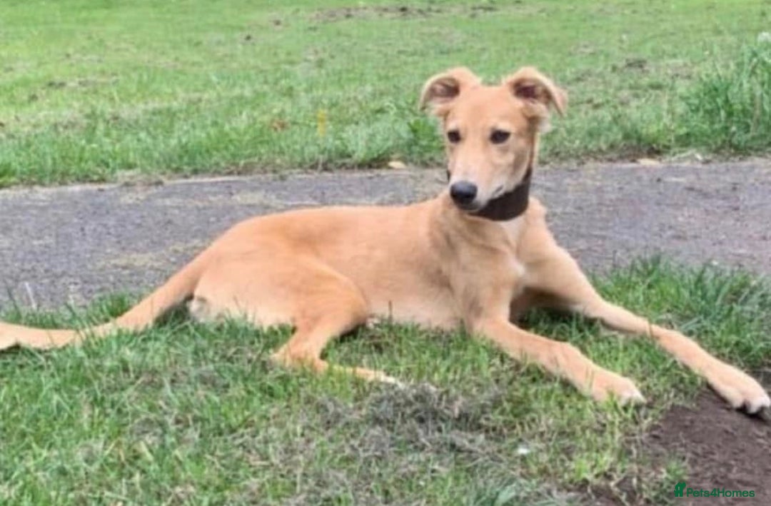 Saluki dogs for sale: Saluki boy for sale  - Advert 3