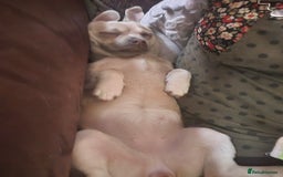 Chug dogs for sale: Female chug - Image 5