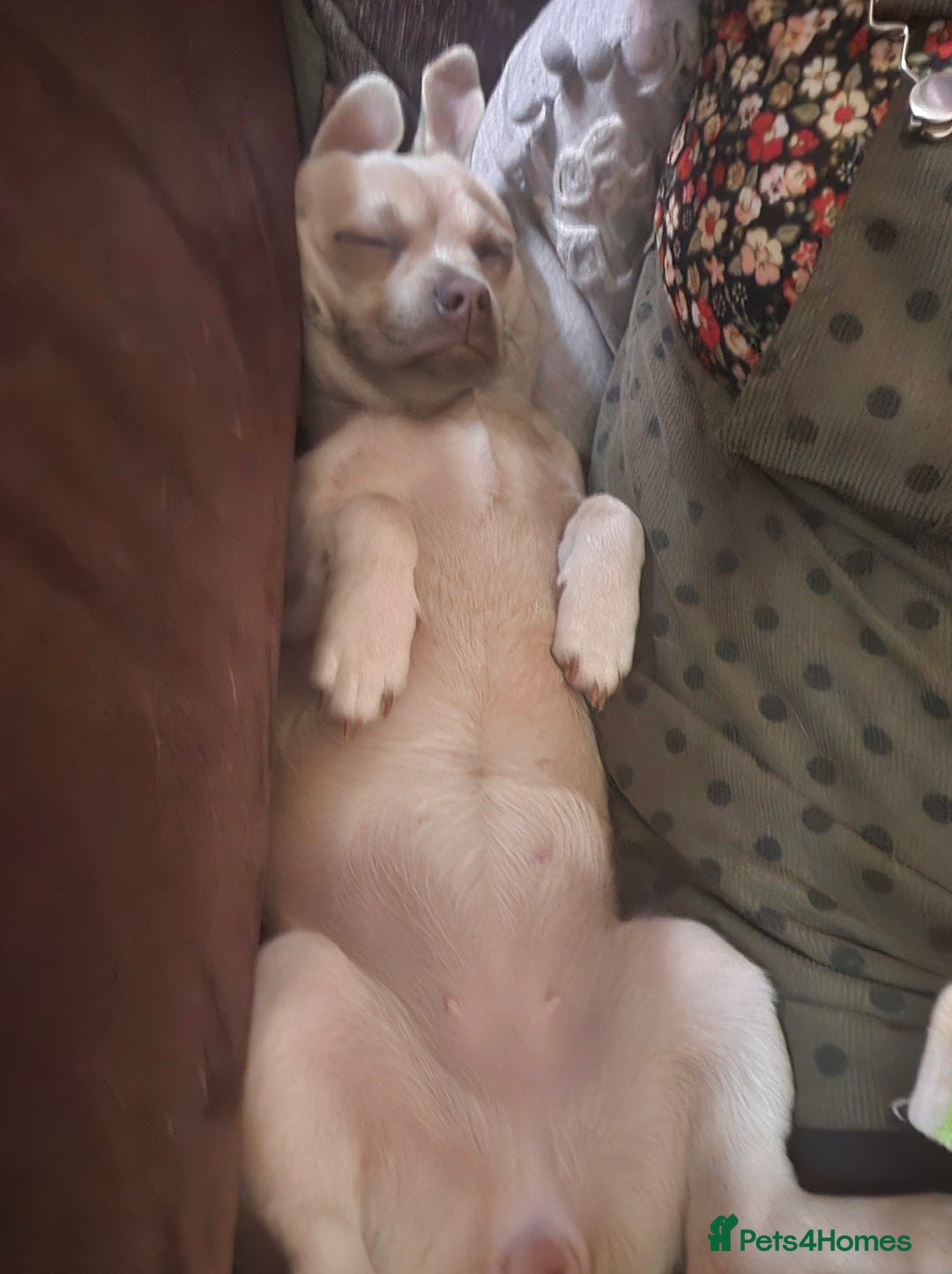 Chug dogs for sale: Female chug - Image 5
