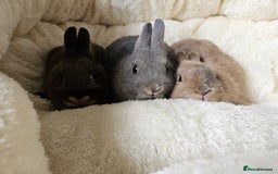 Netherland Dwarf rabbits for sale: Netherland Dwarf boy bunnies  - Image 4