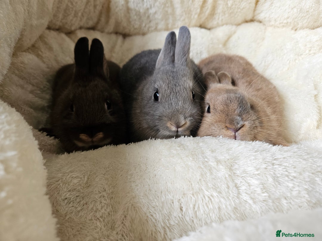 Netherland Dwarf rabbits for sale: Netherland Dwarf boy bunnies  - Image 4