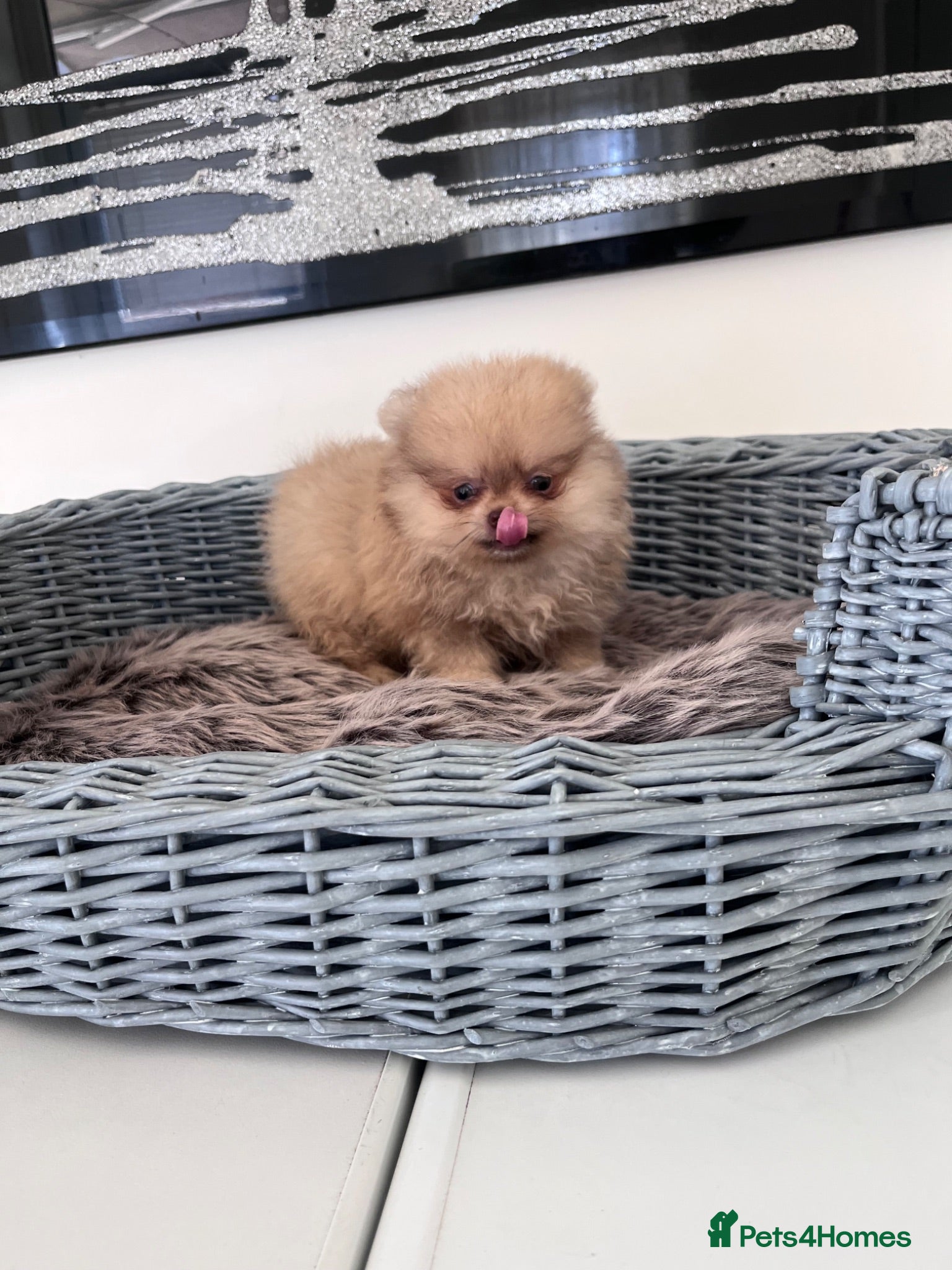 Pomeranian dogs 🔥Outstanding 450gr at 8 weeks🐻🏆 - Advert 2
