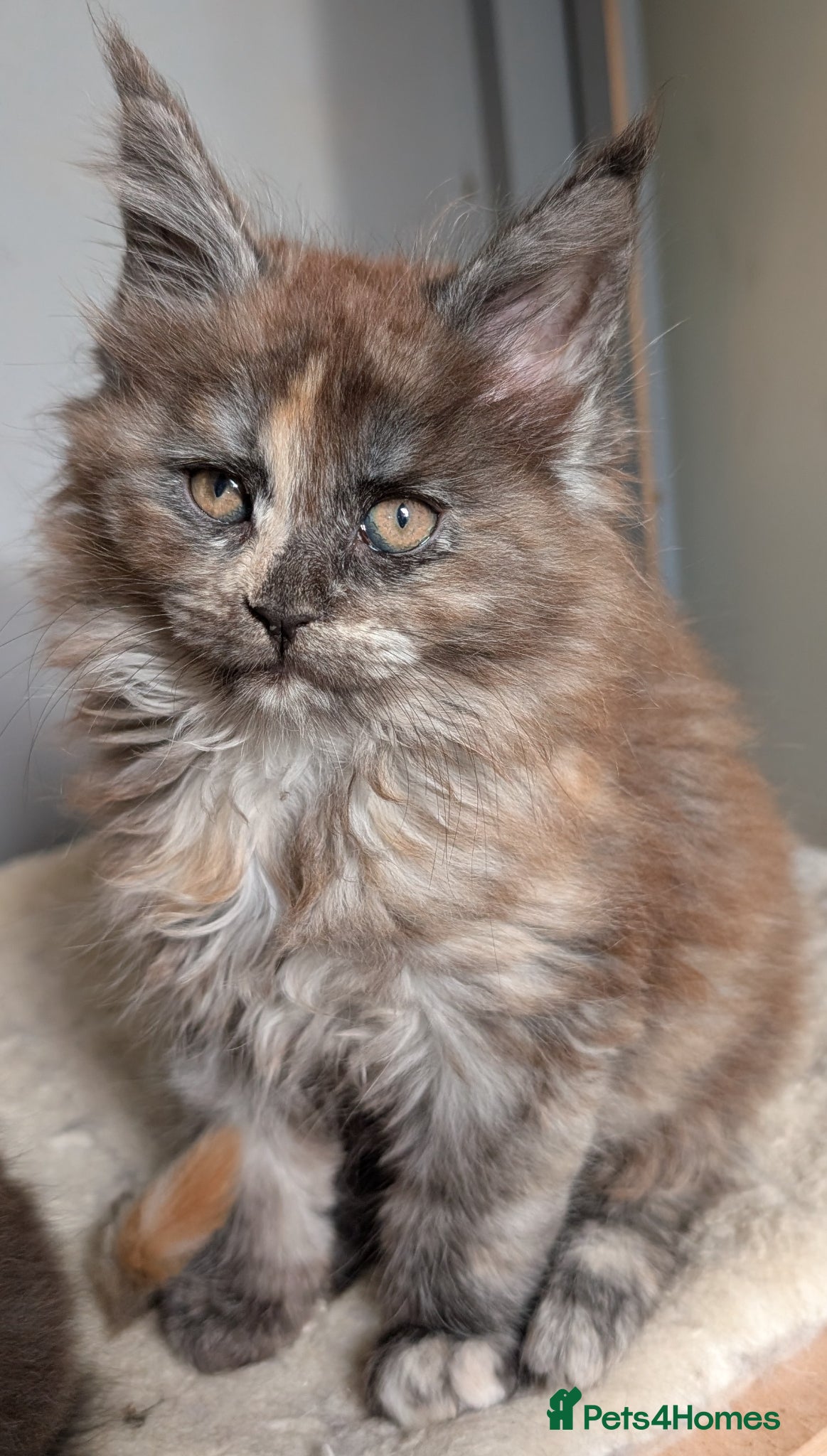 Maine Coon cats Ready soon. Tica Registered Maine coon Kittens  - Advert 1