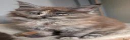 Maine Coon cats for sale: Ready soon. Tica Registered Maine coon Kittens  - Advert 2