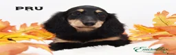 Miniature Dachshund dogs for stud: Miniature Longhaired Chocolate and Cream Stud - Advert 8