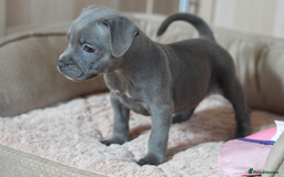 Staffordshire Bull Terrier dogs for sale: Beautiful staffy puppies - Image 15