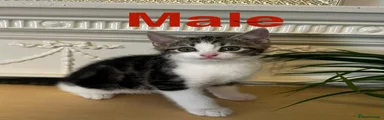 Domestic Shorthair 1