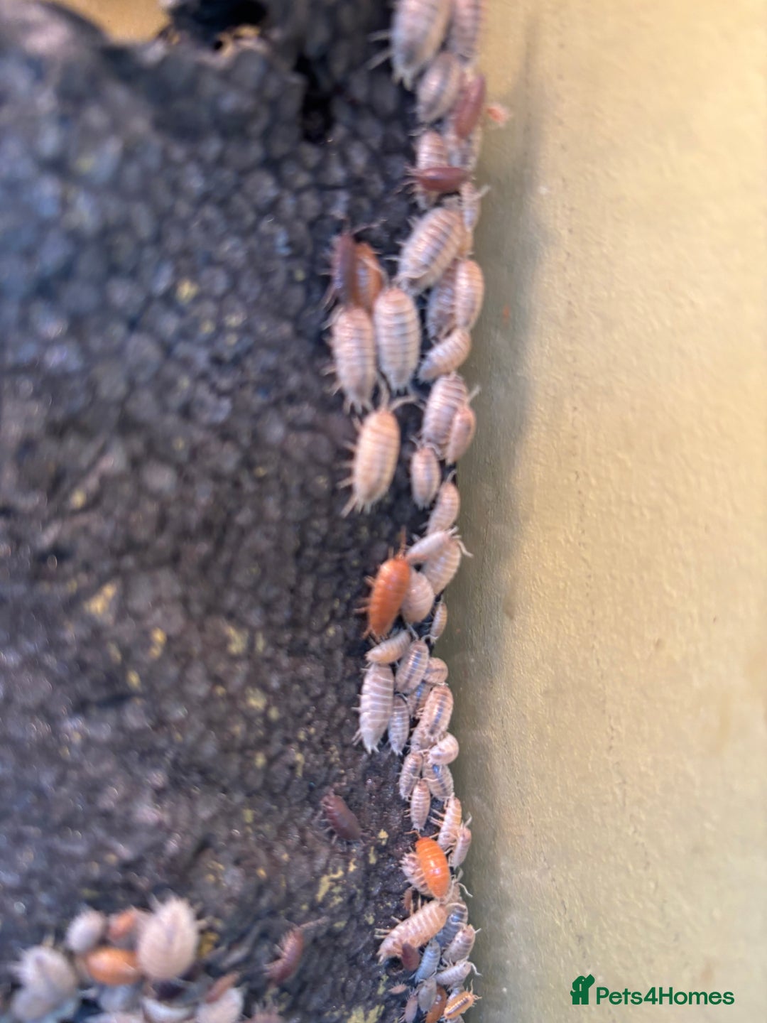Isopods invertebrates for sale: Mixed bundles of tropical woodlice - Advert 4