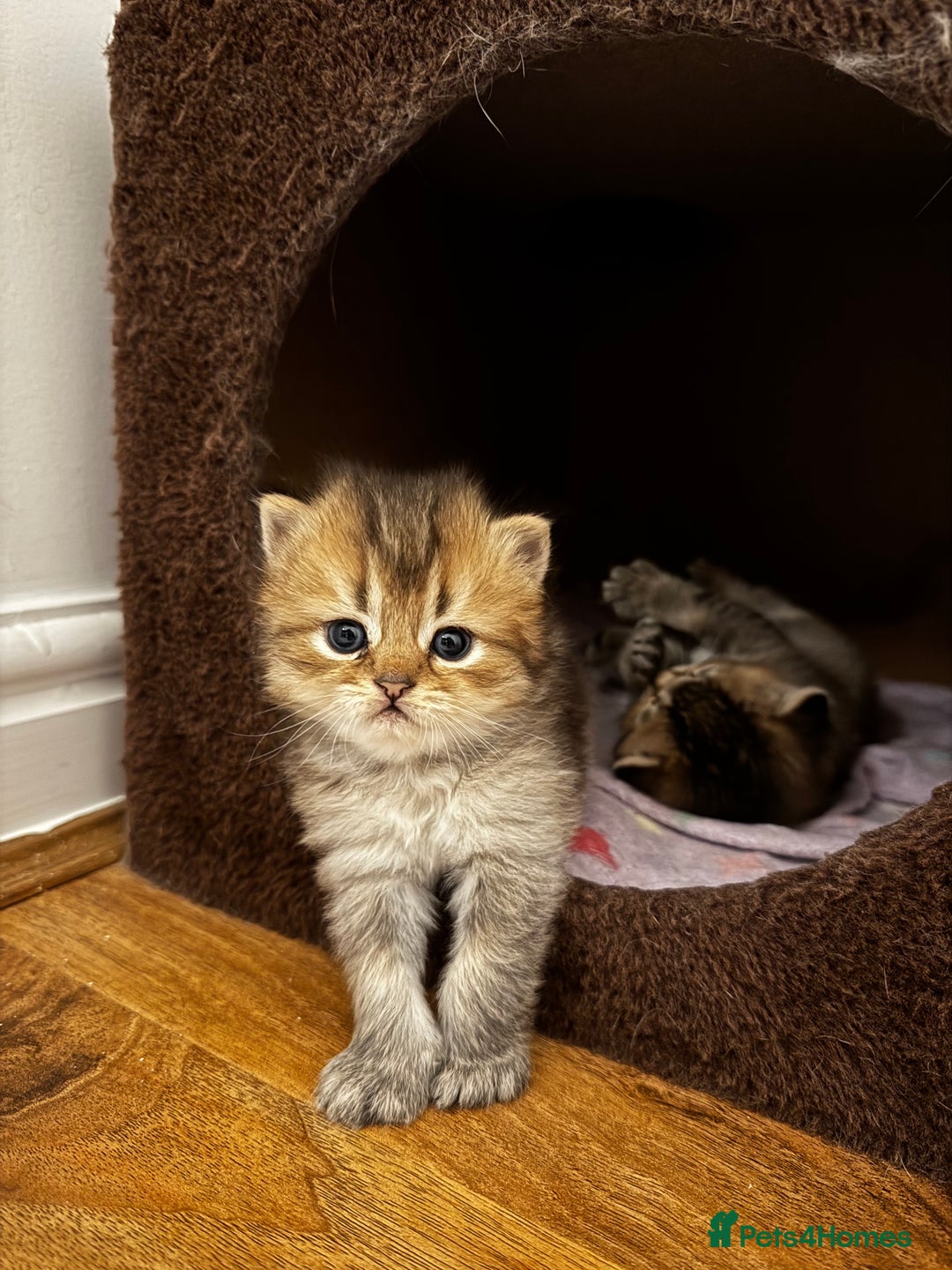 Scottish Fold cats for sale: Purebred Chinchilla Scottish Fold Kittens  🐾 - Advert 17