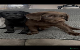 Labrador Retriever dogs for sale: Labrador puppies  - Image 1