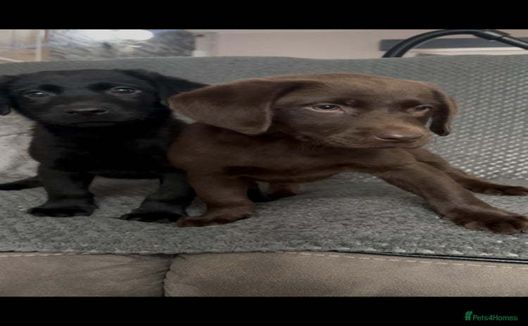 Labrador Retriever dogs - Advert 11