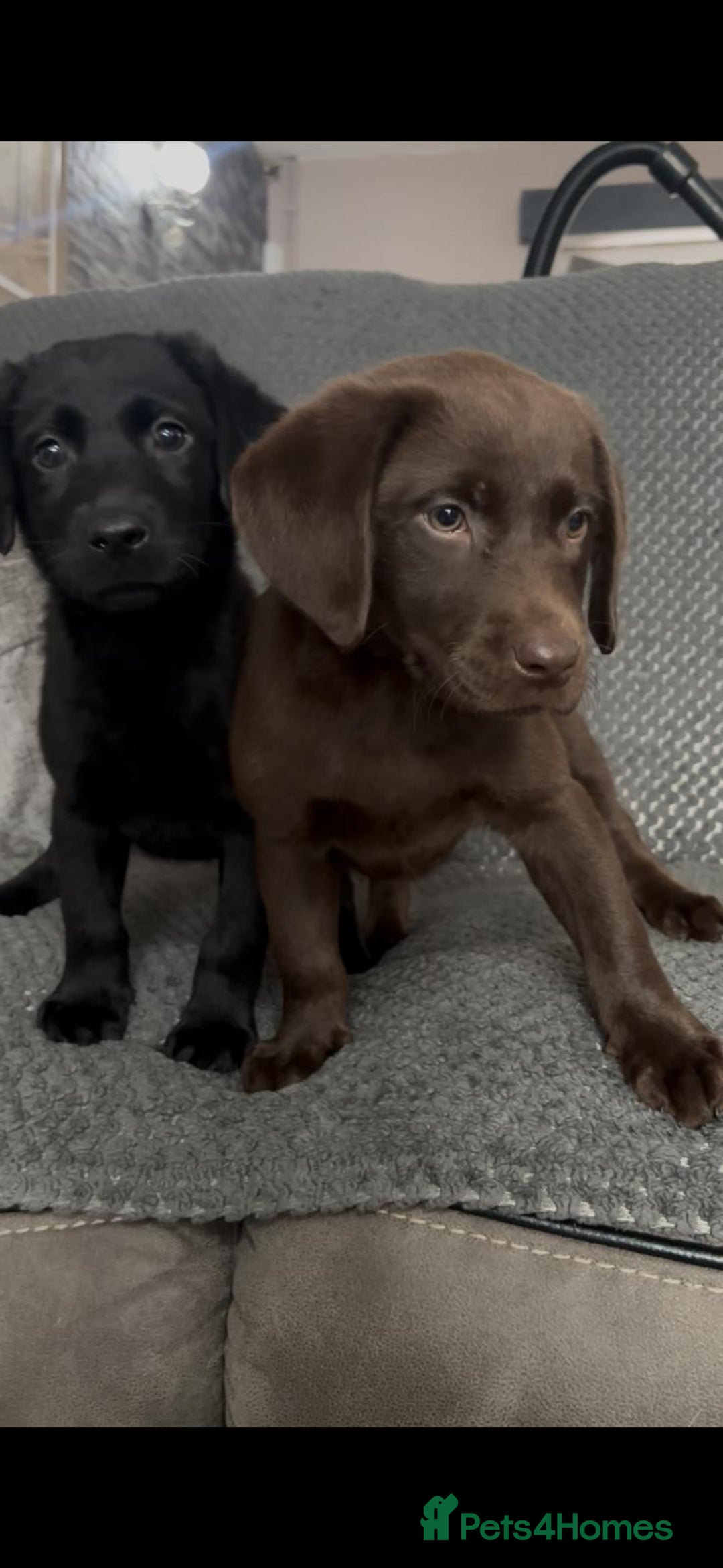 Labrador Retriever dogs for sale: Labrador puppies  - Image 1