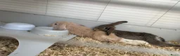 Mini Lop rabbits for sale: 2 Male Rabbits  - Advert 4