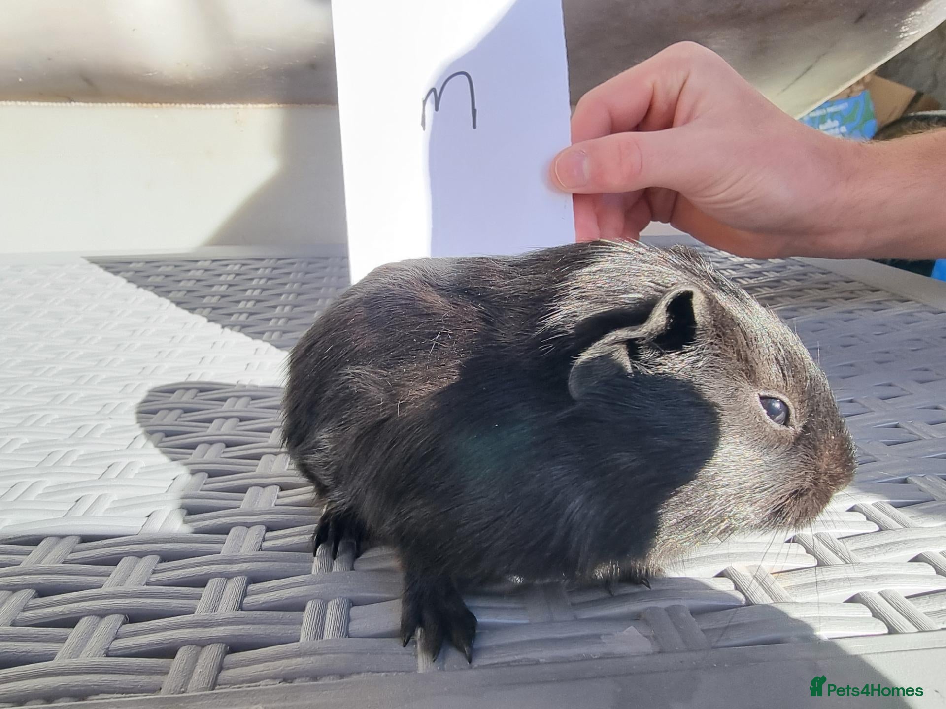 Guinea Pig rodents Baby Guinea Pigs  - Advert 7