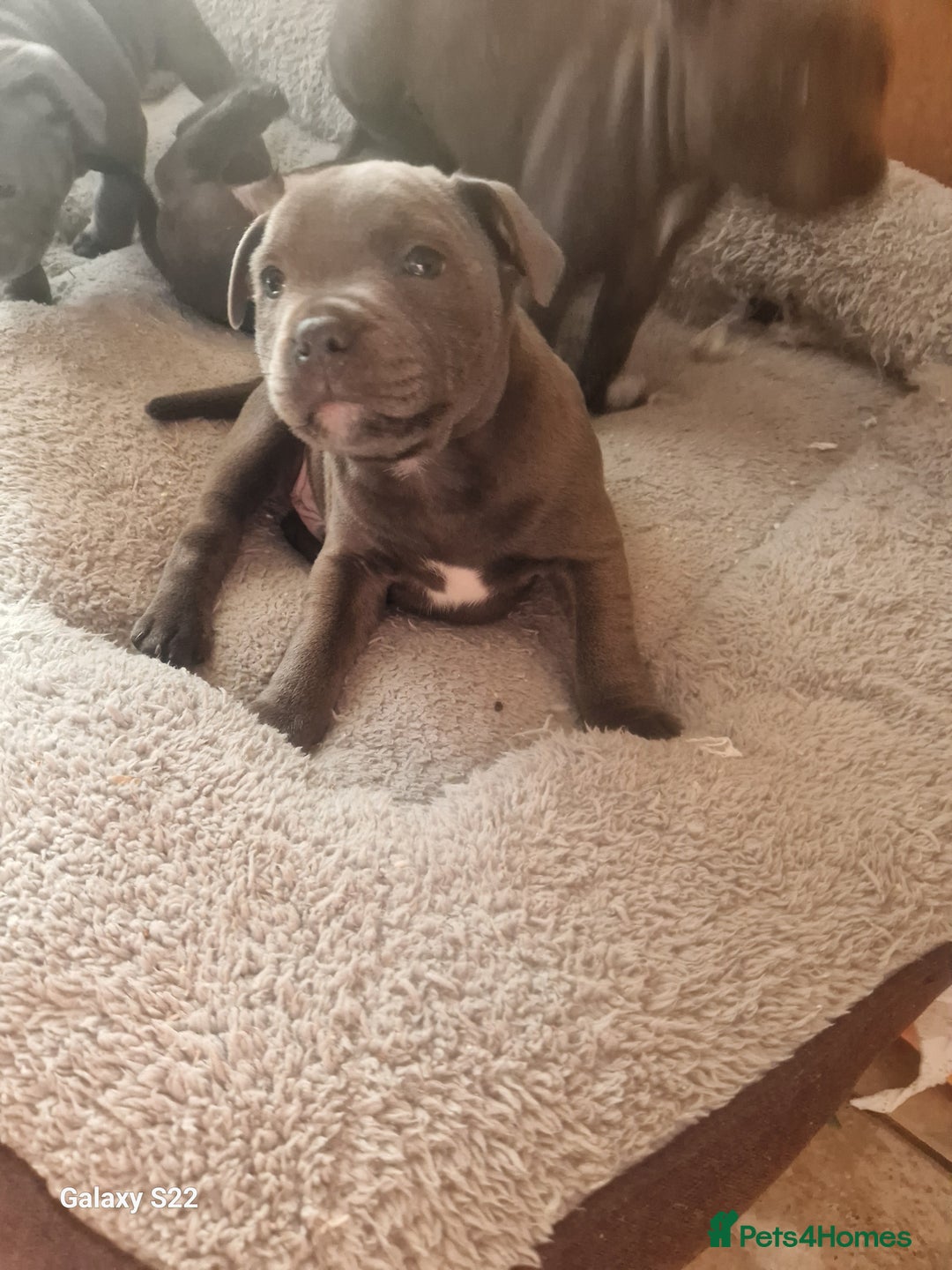 Staffordshire Bull Terrier dogs for sale: PIRO X PHARAON BLUE PUPS - Advert 23
