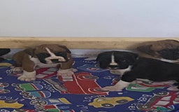 Boxer dogs for sale: Kc Boxer puppy’s bobtail and long licensed breeder - Image 33