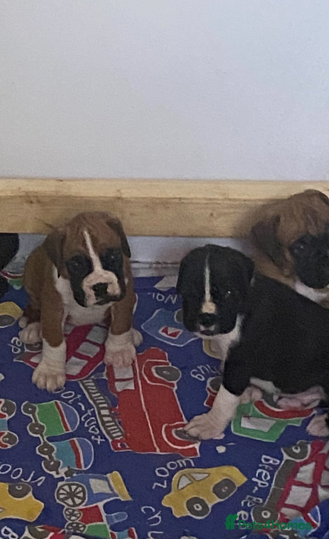 Boxer dogs for sale: Kc Boxer puppy’s bobtail and long licensed breeder - Image 33