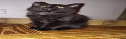 Mixed Breed cats for sale: 2 LEFT domestic x ragdoll mix kittens - Advert 15