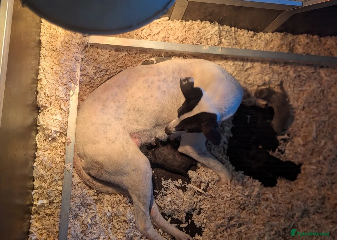 Lurcher dogs for sale: Whippet/Bedlington puppies (Lurcher) - Advert 2