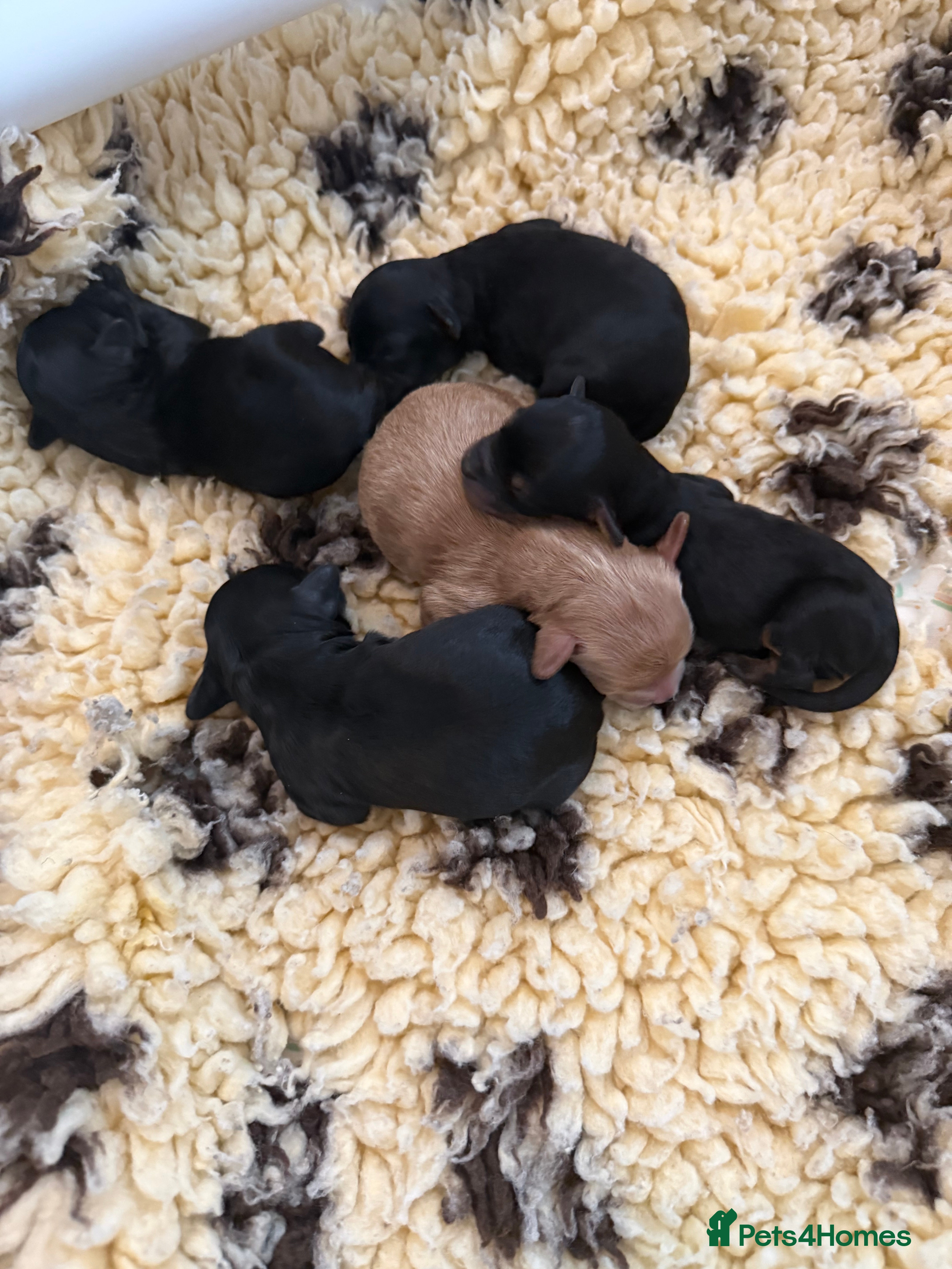 Cavapoochon dogs 4 toy cavapoochons - Advert 3