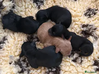 Cavapoochon dogs 4 toy cavapoochons - Advert 3