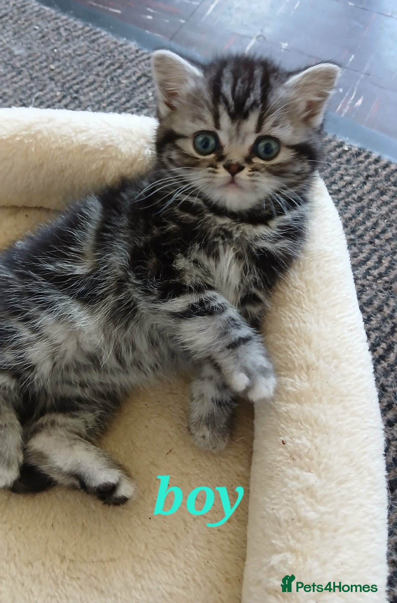 British Shorthair cats Bsh. Silver clasic tabby . - Advert 11