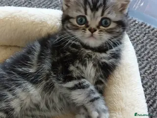 British Shorthair cats Bsh. Silver clasic tabby . - Advert 11