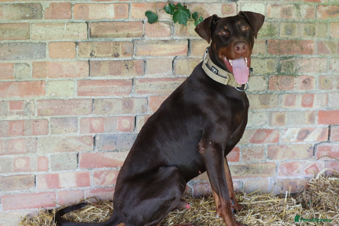 Dobermann dogs for sale: Denzel the male dobe - Advert 4