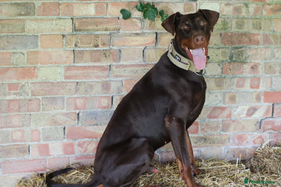 Dobermann dogs for sale: Denzel the male dobe - Advert 4