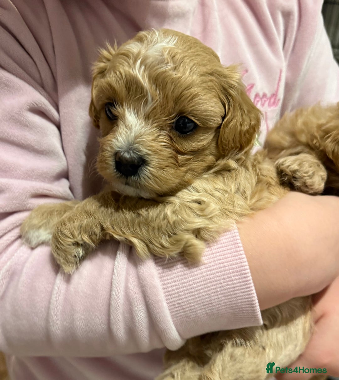 Maltipoo dogs for sale: Beautiful tiny F1 Asian Maltipoo puppies  - Advert 2