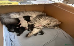Ragdoll cats for sale: Adorable Ragdoll x Chinchilla Tabby - Image 21